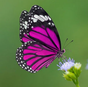 Meet your Posher, Oriana